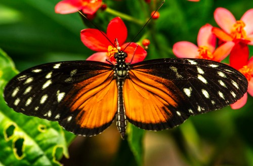 A vibrant butterfly with orange and black wings perched on bright red flowers, surrounded by lush green foliage.