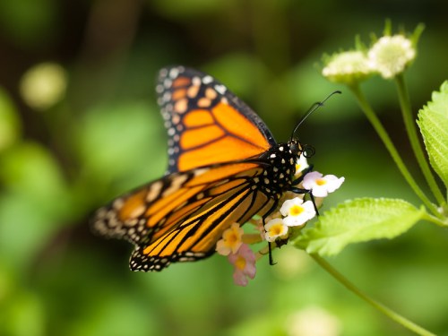 A close-up of a monarch butterfly perched on small pink flowers, surrounded by green foliage.