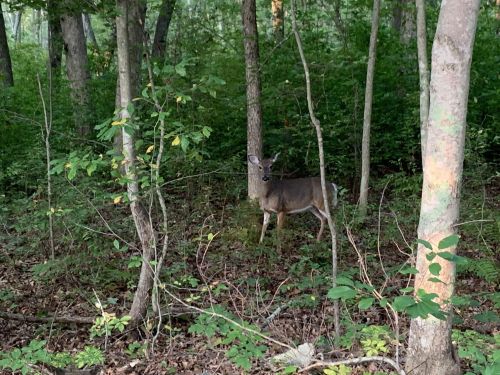 A deer stands among trees in a lush, green forest, partially hidden by foliage.