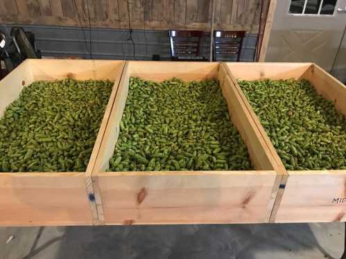 Three wooden bins filled with fresh green hops, arranged neatly in a rustic setting.