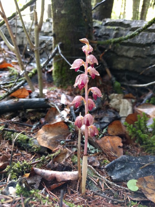 A slender plant with pinkish flowers growing among fallen leaves and forest debris in a wooded area.