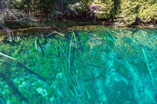 Clear turquoise water reveals submerged trees and a serene forest backdrop.