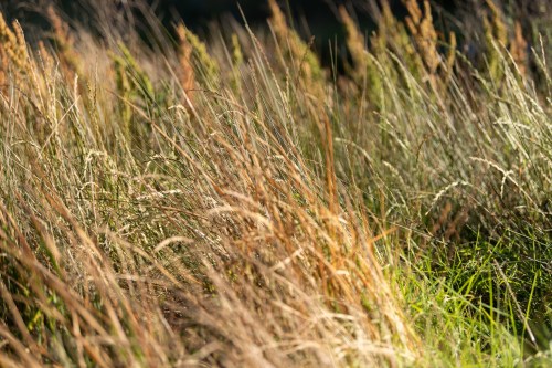 A close-up of tall grasses swaying gently in the breeze, showcasing various shades of green and brown.