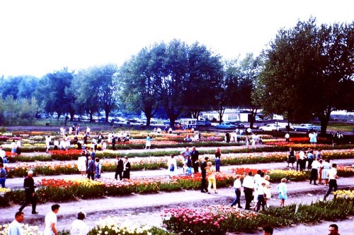 A vibrant flower garden filled with people walking among colorful flower beds and trees in the background.