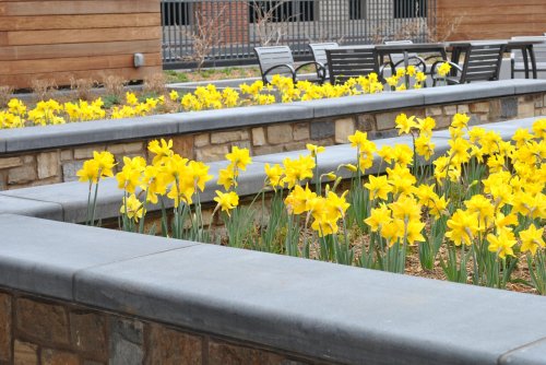A garden with vibrant yellow daffodils blooming along stone planters and benches in the background.