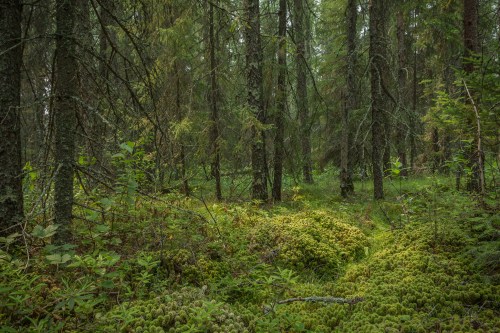 Lush green forest with tall trees and a carpet of moss covering the ground, creating a serene, natural atmosphere.