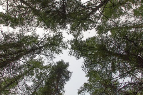 View looking up at tall trees with green foliage against a cloudy sky.