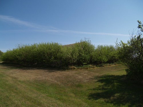 A lush green hedge lines a grassy area under a clear blue sky, with a hint of a building in the background.