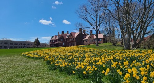 A sunny landscape featuring a historic building surrounded by a vibrant field of yellow daffodils and blue sky.