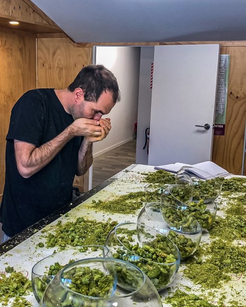 A person leans over a table covered in green hops, inspecting them closely with bowls of hops in front.