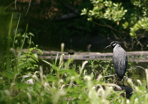 A heron stands on a log surrounded by lush green vegetation near a calm waterway.
