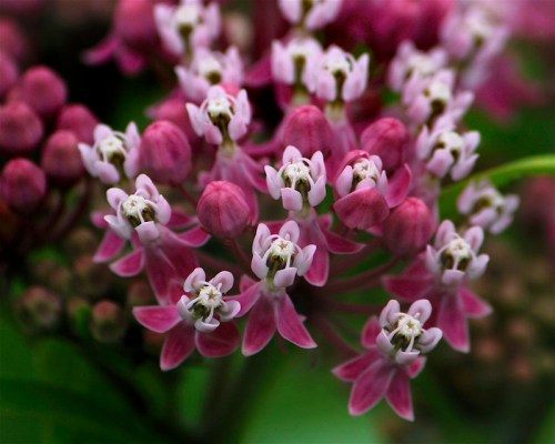Close-up of delicate pink and white flowers clustered together, showcasing intricate petal details and soft colors.