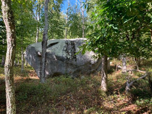 A large boulder surrounded by trees in a lush green forest under a clear blue sky.
