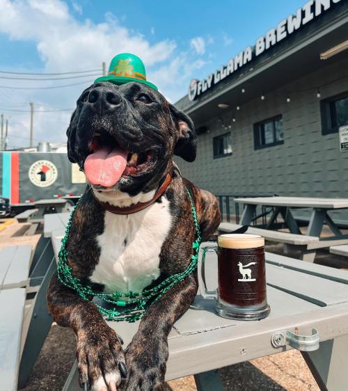 A happy dog in a green hat and beads sits beside a mug of beer at a brewery, enjoying a festive atmosphere.