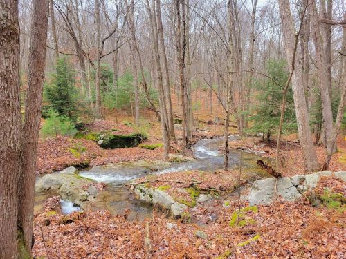 A serene forest scene with a flowing stream, surrounded by bare trees and autumn leaves on the ground.