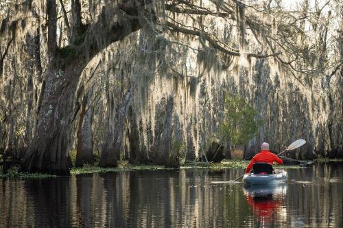 A person in a red jacket kayaks through a serene, moss-draped swamp surrounded by tall trees and calm waters.