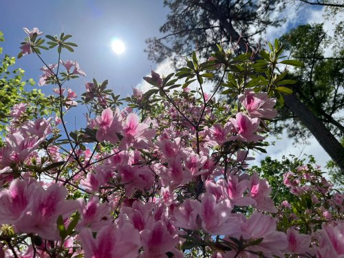 A close-up of pink azalea flowers under a bright sun, with green leaves and trees in the background.