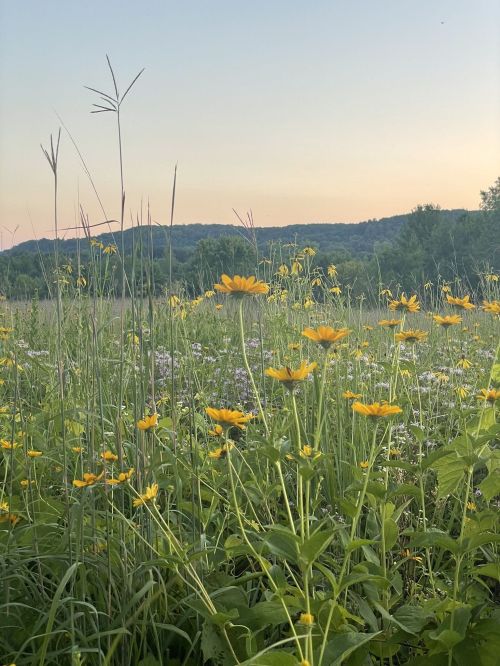 A field of wildflowers with yellow blooms and tall grasses, set against a backdrop of rolling hills at sunset.
