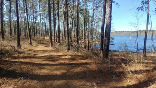 A winding dirt path through tall pine trees beside a calm lake on a sunny day.