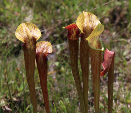 A cluster of colorful pitcher plants with yellow and red hues, set against a green grassy background.