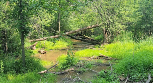A serene creek flows through a lush green landscape, with fallen trees and vibrant grass lining the banks.