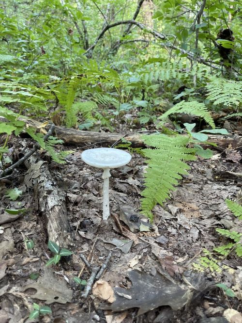 A small white mushroom grows on a forest floor surrounded by ferns and fallen leaves.