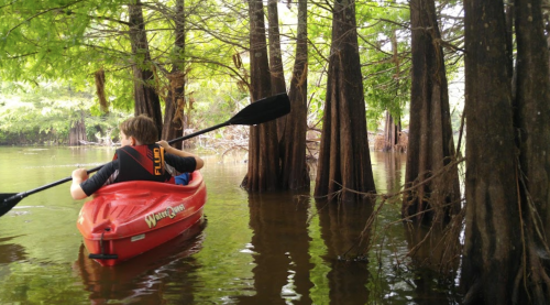A child paddles a red kayak through calm waters surrounded by lush green trees and cypress knees.