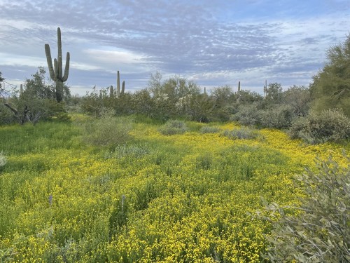 A vibrant field of yellow wildflowers surrounded by green shrubs and tall cacti under a cloudy sky.