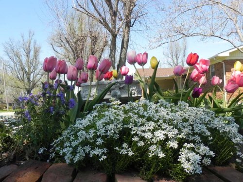 A vibrant flower bed featuring pink, yellow, and red tulips alongside white and purple blooms under a clear blue sky.