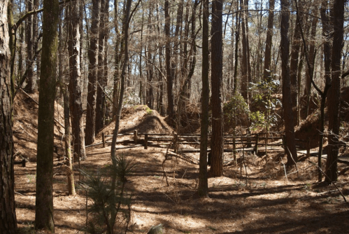 A dense forest with tall trees, scattered pine needles, and wooden fences surrounding mounds of earth.