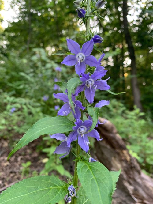 A close-up of vibrant purple flowers growing on a green stem, surrounded by lush greenery in a forest setting.