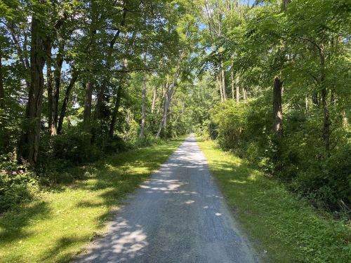A serene, tree-lined gravel path surrounded by lush greenery on a sunny day.