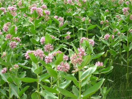 A lush field of green plants with clusters of pink flowers blooming among the foliage.