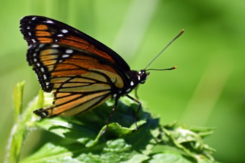 A close-up of a monarch butterfly perched on a green leaf, showcasing its vibrant orange and black wings.