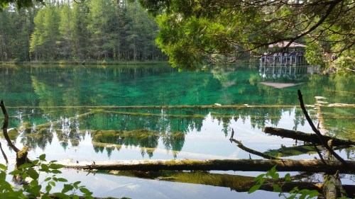 A serene lake surrounded by trees, with clear turquoise water reflecting the forest and submerged logs.