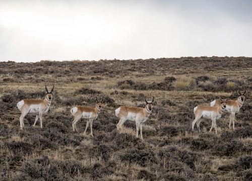 A group of five pronghorn antelope stands on a grassy, open landscape under a cloudy sky.