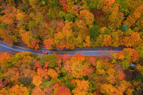 Aerial view of a winding road through vibrant autumn foliage in shades of orange, red, and yellow.