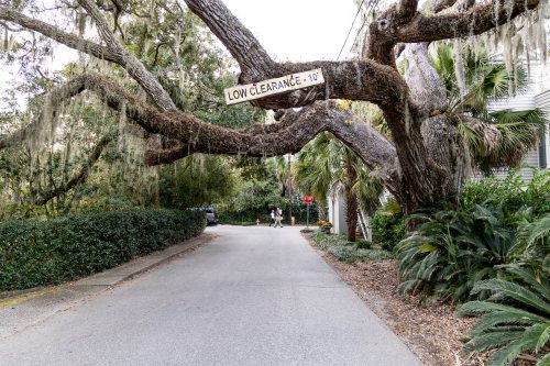 A tree with low-hanging branches over a road, marked by a "Low Clearance - 10'" sign, surrounded by greenery.