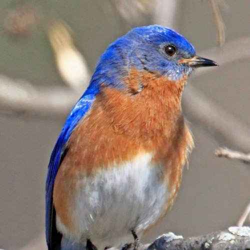 A small bird with vibrant blue and orange plumage perched on a branch, surrounded by a blurred natural background.