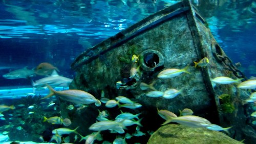 An underwater scene featuring a sunken ship surrounded by various colorful fish and marine life.