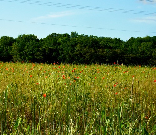 A vibrant field of wildflowers with red blooms, set against a backdrop of green trees and a clear blue sky.