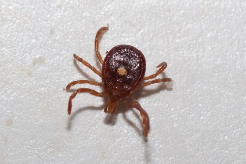 Close-up of a brown tick on a white surface, showing its round body and eight legs.