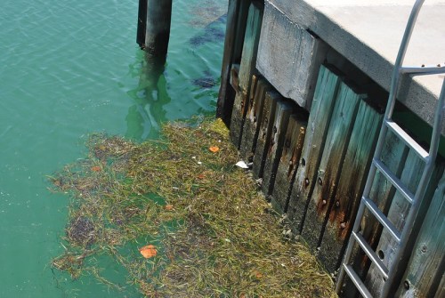 A wooden dock with a metal ladder, surrounded by green water and patches of seaweed and debris.