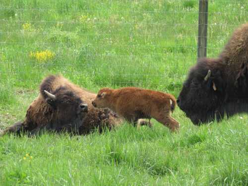 A calf walks between two adult bison resting in a grassy field.