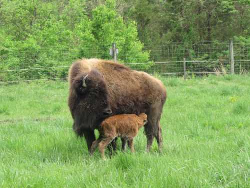 A bison and its calf grazing in a green field, surrounded by trees and a fence in the background.