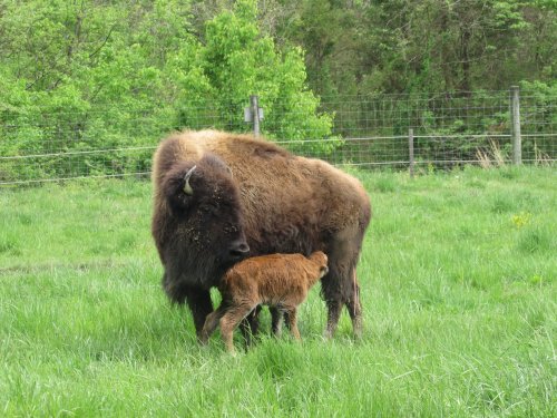 A bison and its calf grazing in a green field, surrounded by trees and a fence in the background.