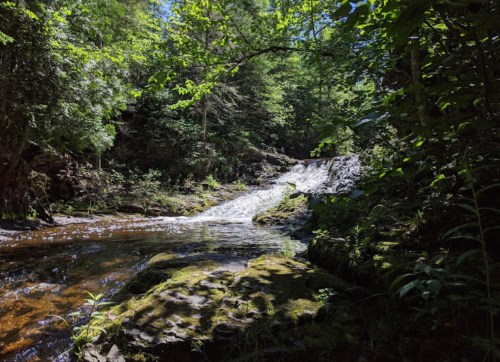 A serene forest scene featuring a small waterfall cascading over rocks, surrounded by lush greenery.