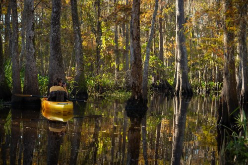 A person in a yellow kayak paddles through a serene, autumn-colored swamp surrounded by tall trees and still water.