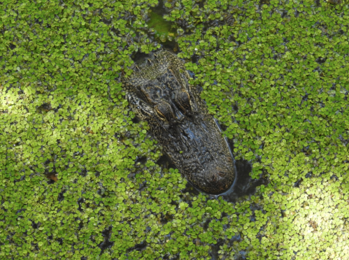 A large amphibian partially submerged in green water, surrounded by small floating plants.