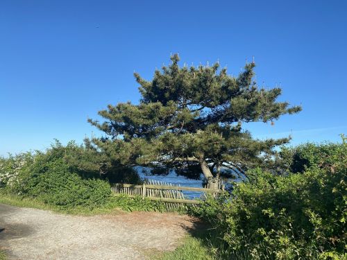 A large tree stands near a path, surrounded by greenery, with a clear blue sky and ocean visible in the background.